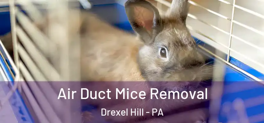 Air Duct Mice Removal Drexel Hill - PA